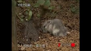 Гигантские  Шершни  Убивают  Хомячка