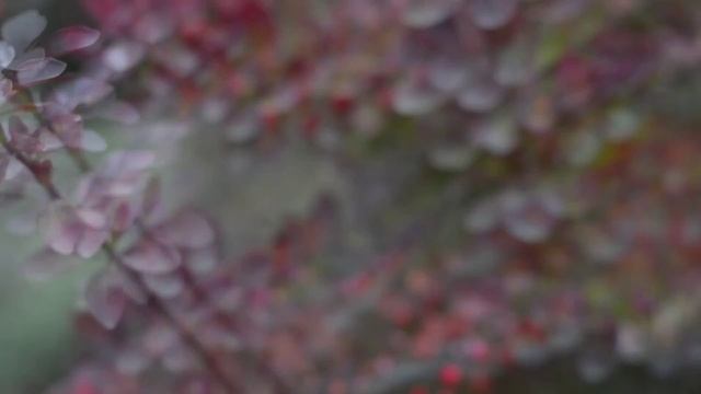 Питомник карликовых декоративных кроликов «Лесная Опушка», Ростов-на-Дону. смотреть онлайн