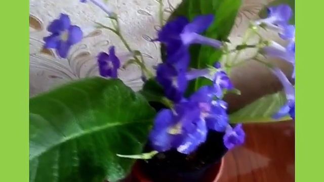 💥 Подарок на день рождения.Стрептокарпус.(метчты сбываются.) смотреть онлайн