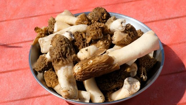 Продолжаем тему высокой кухни на природе, - готовим пасту со сморчковой шапочкой! смотреть онлайн