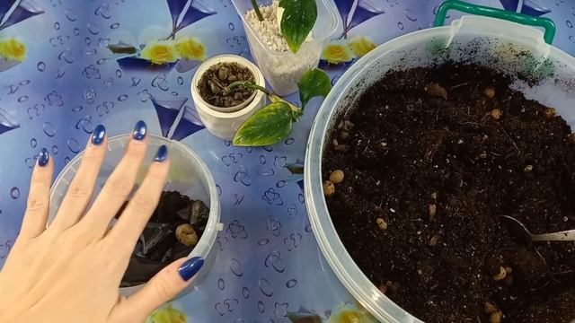 ЛЕГКО укореняется!?ФИЛОДЕНДРОН Кобра?От ЧЕРЕНКА до КУСТИКА за 16 дней?Секреты успеха?Грунт?Дренаж? смотреть онлайн