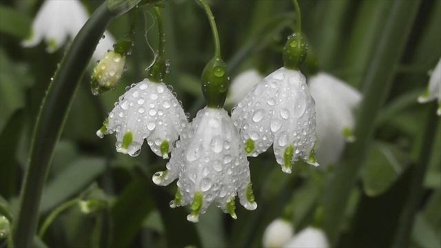 Почему в доме вянут цветы: Тайны Зазеркалья смотреть онлайн