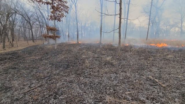 Oak savanna project in progress смотреть онлайн
