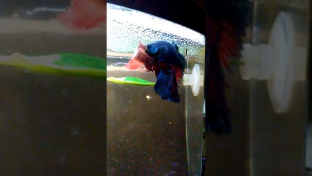 Рыбки Петушки . Танец любви ;)) смотреть онлайн