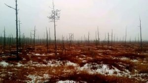 На болота из Авдотьина