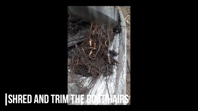 How to propagate Orchids смотреть онлайн