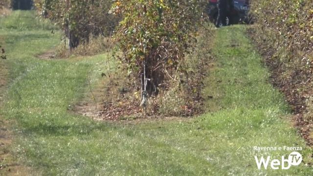 Cacciatore trovato morto a Castel Bolognese: si cercano i fucili scomparsi смотреть онлайн
