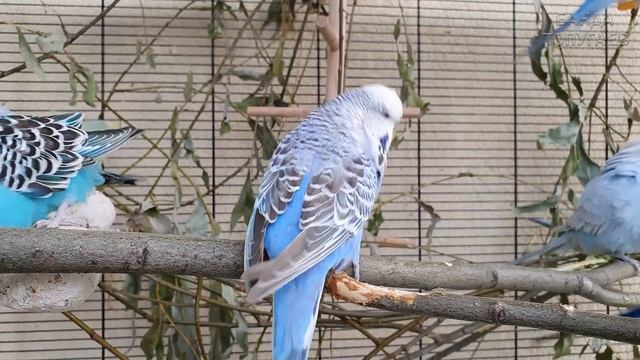 видео для попугая ? учим попугая говорить : Чуча парашютист смотреть онлайн