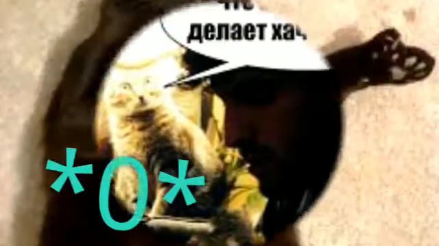 Котики с гитарой смотреть онлайн