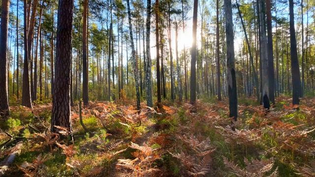 Утро в осеннем лесу смотреть онлайн