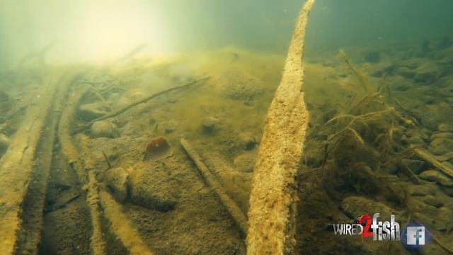 Rapala DT (Dives-To) Crankbaits: How to Fish the Water Column смотреть онлайн