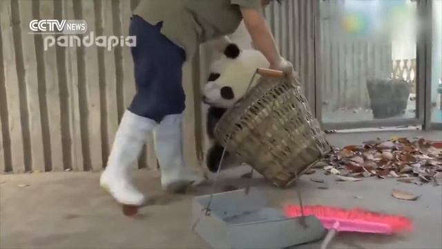 Панды Ниндзя ! Крутые черно-белые медведи смотреть онлайн