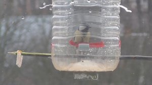 Простая кормушка для птиц на окне городской квартиры. Как сделать | Природа