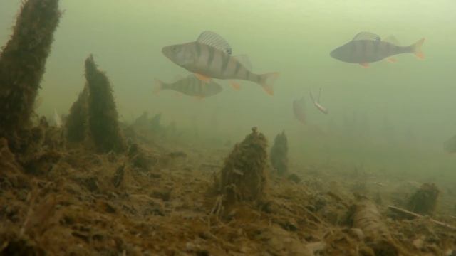 Поклевки окуня в глухозимье. Подводные съемки смотреть онлайн