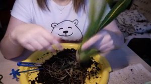 Реанимация Камбрии без корней. 4 совета при реанимации орхидеи