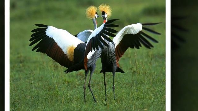 Музыка для релаксации успокаивающая онлайн смотреть онлайн