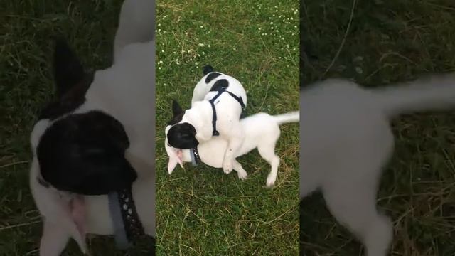 Миниатюрный бультерьер и французский бульдог играют смотреть онлайн