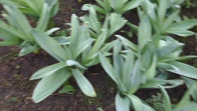 взошёл слоновый чеснок смотреть онлайн