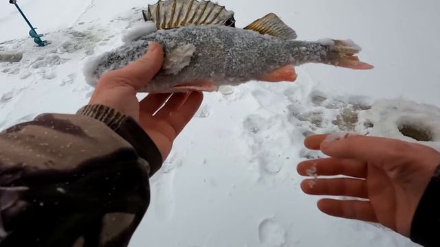 ОКУНИ, ЩУКА НА МОРМЫШКУ!!! ПРОВАЛИЛСЯ, НО РЫБАЛКУ ВЫСТОЯЛ ДО КОНЦА! Зимняя рыбалка 2023-24 смотреть онлайн
