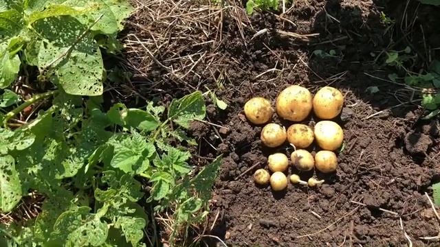 21 июня: первый урожай картошки из одного глазка! смотреть онлайн