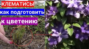 Клематисы открыли - что дальше. 5 важных шагов  для пробуждения клематисов третьей группы весной