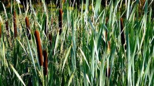 Футаж Камыши. Красивый Летний Футаж Камыши на Берегу Реки. Камыши на Ветру. Футажи для видеомонтажа