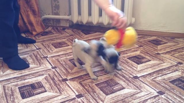 Мальчик и девочка смотреть онлайн