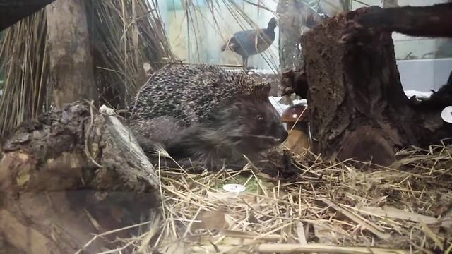 Ёж обыкновенный