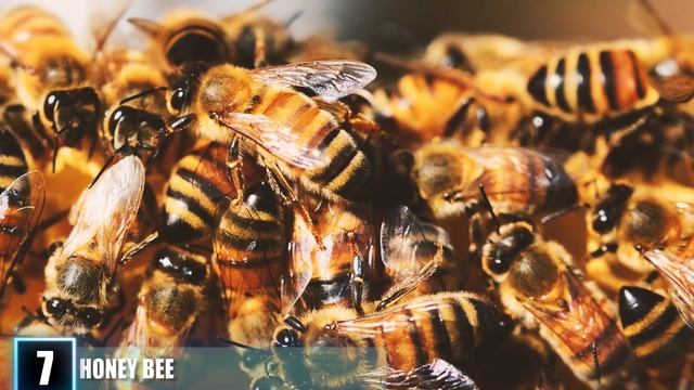 12 INSANELY Dangerous Animals In Australia!