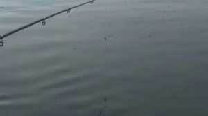 ловим на экран и на удочку ловим пискарей.