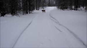 Воспитание щенка.  Карело финской лайки