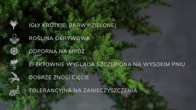 NANA - Jałowiec Rozesłany (Juniperus Procumbens 'Nana') - Opis Rośliny