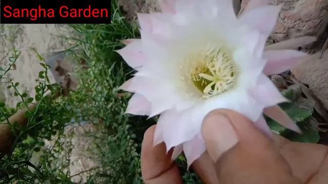 Echinopsis Tubiflora #cactusplant!