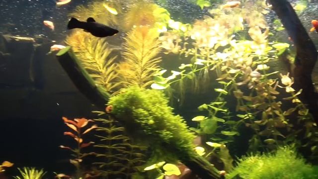 Видео отчёт после сайдекса. Начал вносить железо в аквариум, вылупились маленькие криветки смотреть онлайн