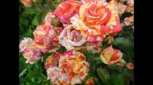 Самая ЭФФЕКТНАЯ,неприхотливая РОЗА"ФЛЕЙР ФРЕШ"/в моем саду