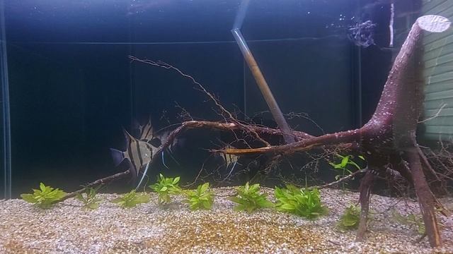 Бурый налёт, диатомовые водоросли в молодом аквариуме. смотреть онлайн