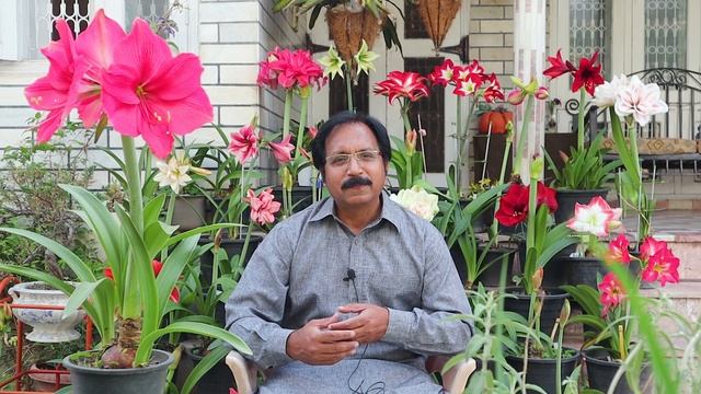 Hippeastrum Hercules #Review смотреть онлайн