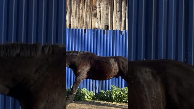 #лошадь #рекомендации #конь #трапеция смотреть онлайн