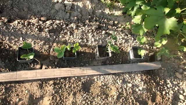 Август,время сажать садовую землянику,рассмотрим три способа смотреть онлайн