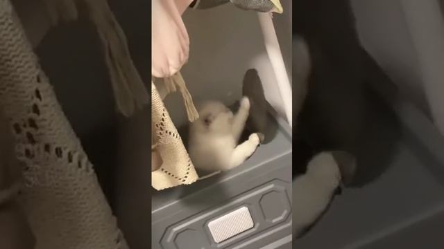 СМЕШНЫЕ КОТИКИ
