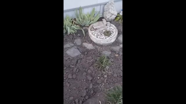 цветник во дворе и мои работы смотреть онлайн