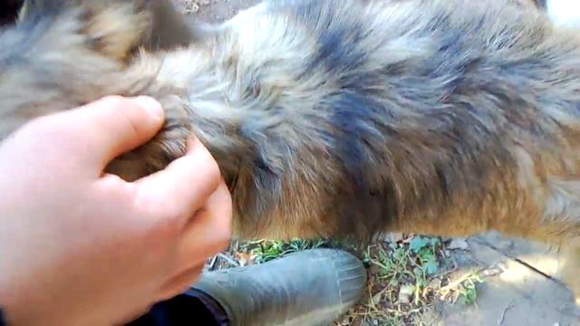 Как продезинфицировать собаке рану смотреть онлайн