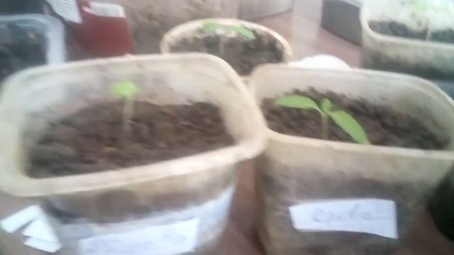 Пикирую томат :"Дрова" смотреть онлайн