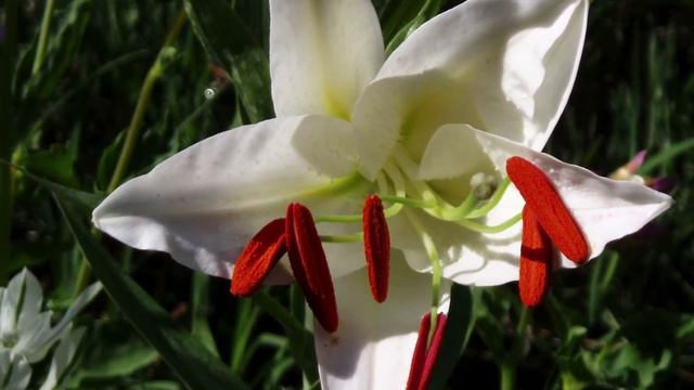 Ах, эти прекрасные цветы! Ah, esas hermosas flores! смотреть онлайн