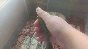 Как приручить прыткую ящерицу/ приручение ящерицы