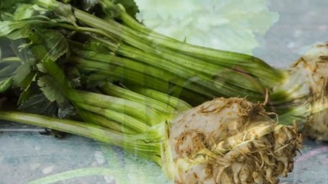 Выращивание Сельдерея в открытом грунте как бизнес идея смотреть онлайн