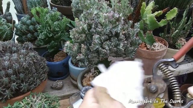 Euphorbia,101 Crested Euphorbias смотреть онлайн