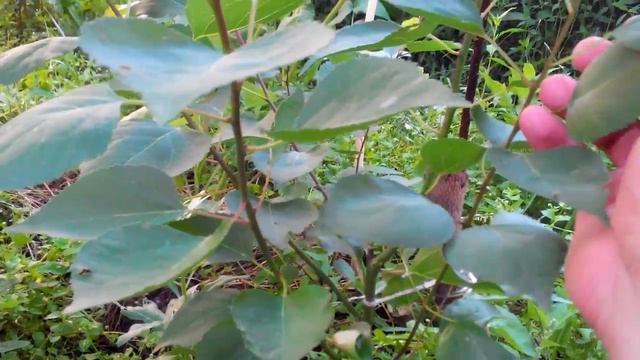 Безштамбовая формировка абрикоса в виде чаши. Ускоренный вариант. Промежуточный результат. смотреть онлайн