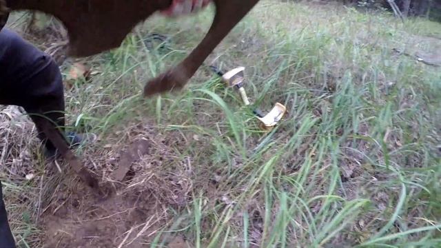 В ЛЕС С НОЧЕВКОЙ. ВЫВОЗИМ МЕТАЛЛ ИЗ ГЛУХОГО ЛЕСА.КОП МЕТАЛЛОЛОМА 24 ЧАСА смотреть онлайн
