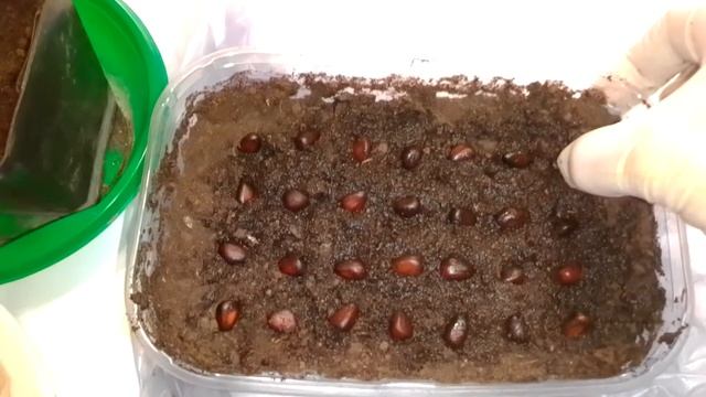 Вырастил кедр в домашних условиях смотреть онлайн